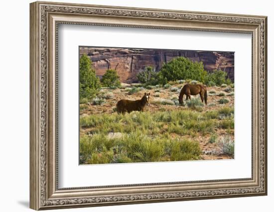 Indian ponies, free range, Canyon de Chelly, National Monument, Chinle, USA-Michel Hersen-Framed Photographic Print