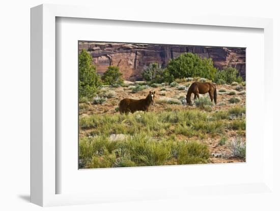 Indian ponies, free range, Canyon de Chelly, National Monument, Chinle, USA-Michel Hersen-Framed Photographic Print