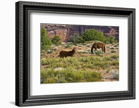 Indian ponies, free range, Canyon de Chelly, National Monument, Chinle, USA-Michel Hersen-Framed Photographic Print