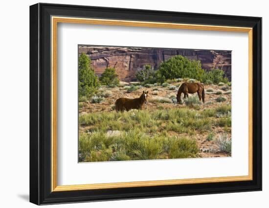 Indian ponies, free range, Canyon de Chelly, National Monument, Chinle, USA-Michel Hersen-Framed Photographic Print