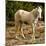 Indian pony, free range, Canyon de Chelly, National Monument, Chinle, USA-Michel Hersen-Mounted Photographic Print