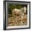 Indian pony, free range, Canyon de Chelly, National Monument, Chinle, USA-Michel Hersen-Framed Photographic Print