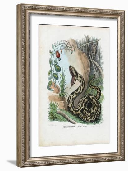 Indian Python, 1863-79-Raimundo Petraroja-Framed Giclee Print