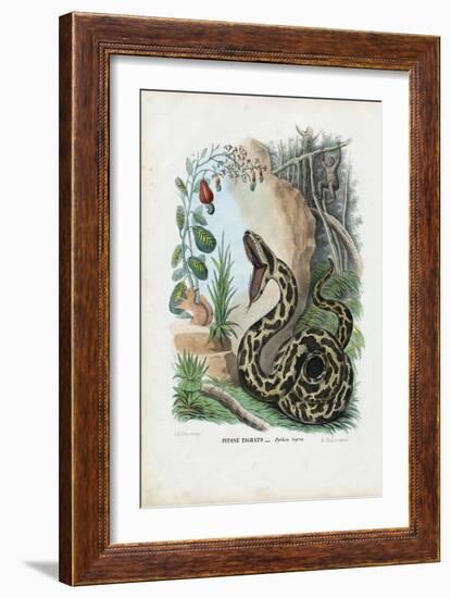 Indian Python, 1863-79-Raimundo Petraroja-Framed Giclee Print