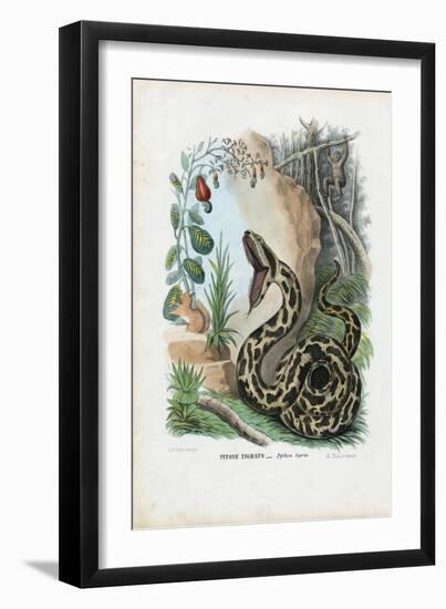 Indian Python, 1863-79-Raimundo Petraroja-Framed Giclee Print