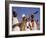 Indian Rabbi Blowing the Shofar Horn on the Jewish Sabbath-Alfred Eisenstaedt-Framed Photographic Print