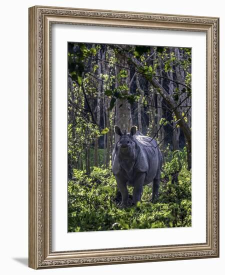 Indian rhino stands alone in a sunlit forest, India-Art Wolfe-Framed Photographic Print