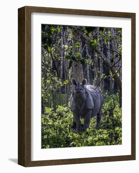 Indian rhino stands alone in a sunlit forest, India-Art Wolfe-Framed Photographic Print