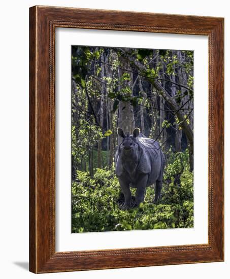 Indian rhino stands alone in a sunlit forest, India-Art Wolfe-Framed Photographic Print