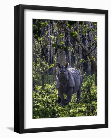 Indian rhino stands alone in a sunlit forest, India-Art Wolfe-Framed Photographic Print