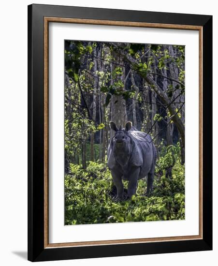 Indian rhino stands alone in a sunlit forest, India-Art Wolfe-Framed Photographic Print