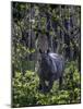 Indian rhino stands alone in a sunlit forest, India-Art Wolfe-Mounted Photographic Print