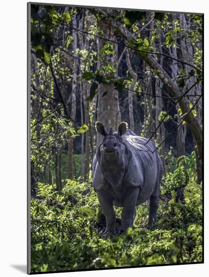 Indian rhino stands alone in a sunlit forest, India-Art Wolfe-Mounted Photographic Print