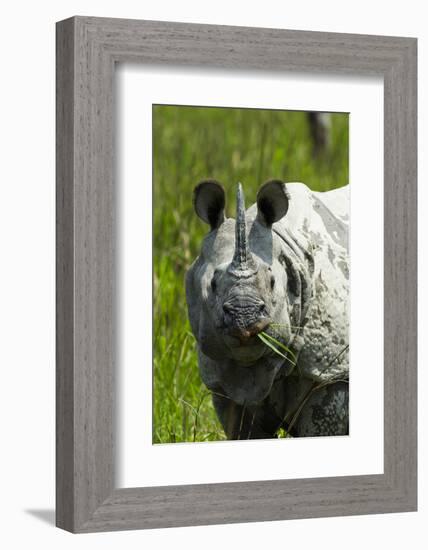 Indian rhinoceros, Kaziranga National Park, Assam, India-Sandesh Kadur-Framed Photographic Print