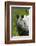 Indian rhinoceros, Kaziranga National Park, Assam, India-Sandesh Kadur-Framed Photographic Print