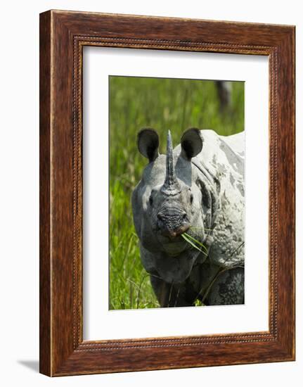 Indian rhinoceros, Kaziranga National Park, Assam, India-Sandesh Kadur-Framed Photographic Print