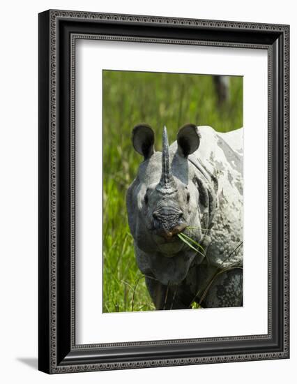 Indian rhinoceros, Kaziranga National Park, Assam, India-Sandesh Kadur-Framed Photographic Print