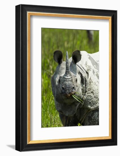 Indian rhinoceros, Kaziranga National Park, Assam, India-Sandesh Kadur-Framed Photographic Print