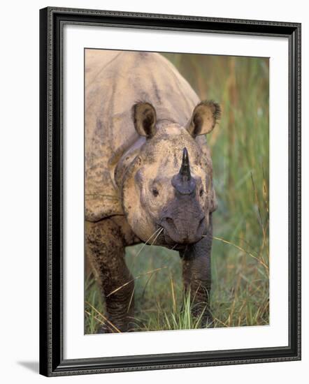 Indian Rhinoceros, Royal Chitwan National Park, Nepal-Art Wolfe-Framed Photographic Print