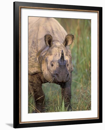 Indian Rhinoceros, Royal Chitwan National Park, Nepal-Art Wolfe-Framed Photographic Print