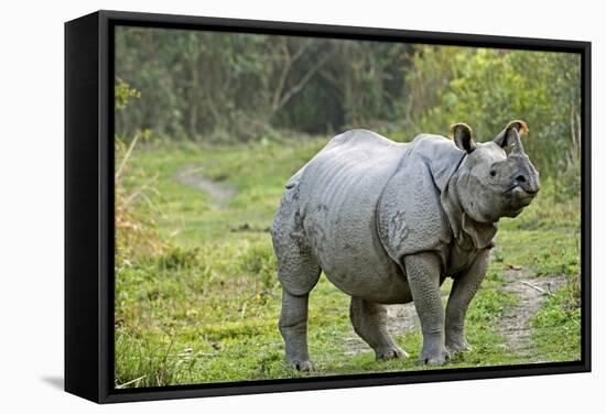 Indian Rhinoceros-Tony Camacho-Framed Premier Image Canvas