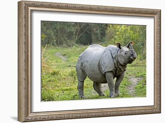 Indian Rhinoceros-Tony Camacho-Framed Photographic Print