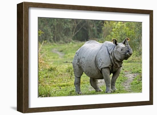 Indian Rhinoceros-Tony Camacho-Framed Photographic Print