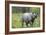 Indian Rhinoceros-Tony Camacho-Framed Photographic Print