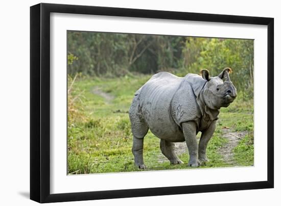 Indian Rhinoceros-Tony Camacho-Framed Photographic Print