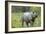 Indian Rhinoceros-Tony Camacho-Framed Photographic Print