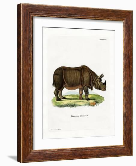 Indian Rhinoceros-null-Framed Giclee Print