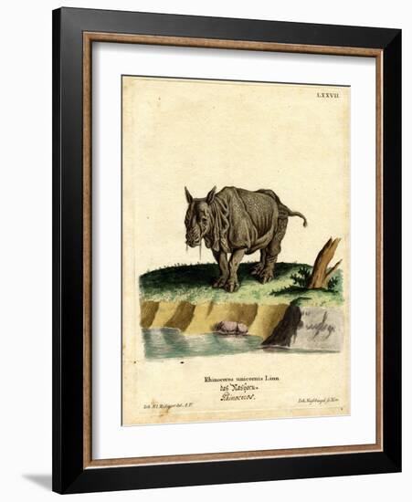 Indian Rhinoceros-null-Framed Giclee Print