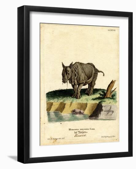 Indian Rhinoceros-null-Framed Giclee Print