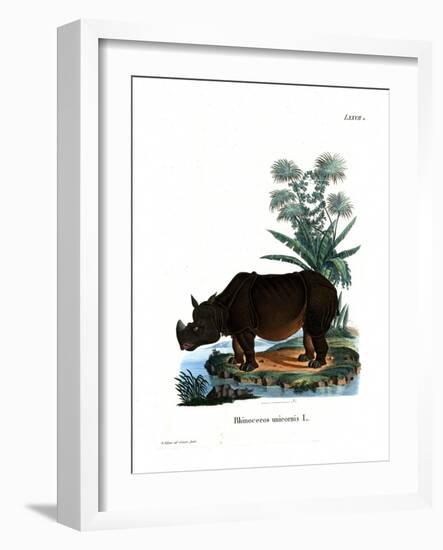 Indian Rhinoceros-null-Framed Giclee Print