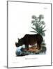 Indian Rhinoceros-null-Mounted Giclee Print