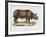 Indian Rhinoceroses (Rhinoceros Indicus)-null-Framed Giclee Print
