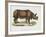 Indian Rhinoceroses (Rhinoceros Indicus)-null-Framed Giclee Print