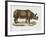 Indian Rhinoceroses (Rhinoceros Indicus)-null-Framed Giclee Print