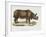 Indian Rhinoceroses (Rhinoceros Indicus)-null-Framed Giclee Print