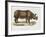 Indian Rhinoceroses (Rhinoceros Indicus)-null-Framed Giclee Print