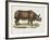 Indian Rhinoceroses (Rhinoceros Indicus)-null-Framed Giclee Print