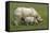 Indian Rhinoceroses-Tony Camacho-Framed Premier Image Canvas