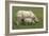 Indian Rhinoceroses-Tony Camacho-Framed Photographic Print