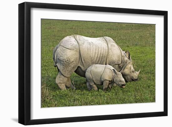 Indian Rhinoceroses-Tony Camacho-Framed Photographic Print