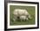 Indian Rhinoceroses-Tony Camacho-Framed Photographic Print