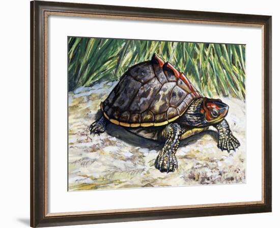 Indian Roofed Turtle (Pangshura Tecta or Kachuga Tecta), Geoemydidae-null-Framed Giclee Print