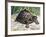 Indian Roofed Turtle (Pangshura Tecta or Kachuga Tecta), Geoemydidae-null-Framed Giclee Print