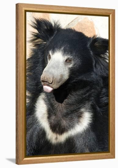 Indian Sloth Bear-Spaxia-Framed Premier Image Canvas