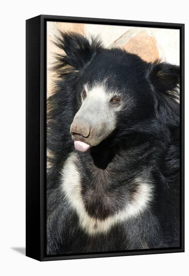 Indian Sloth Bear-Spaxia-Framed Premier Image Canvas