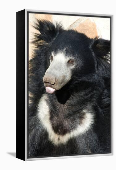 Indian Sloth Bear-Spaxia-Framed Premier Image Canvas